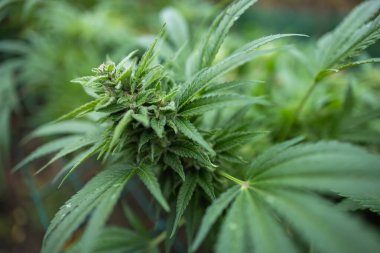 Taze kenevir çiçekleri marihuana topluyor.