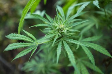 Olgun kenevir bitkisi. Çiçek açan marihuana çiçekleri ve ev yapımı bahçede yetişen yapraklar. Sığ alan derinliği ve bulanık arkaplan.