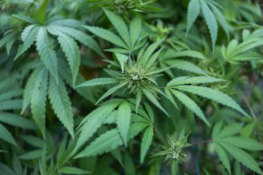 Yasal Yeşil Marihuana Keneviri Yaz Gününde Çiftlikte Büyüyor, Güzel Kenevir Geçmişi. Kültür geçmişi. Marihuana Yeşillik Yaprakların Arkaplanı. Genç Kenevir Bitkisi.