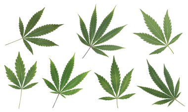 Güzel yeşil kenevir yaprakları veya kenevir yaprağı beyaz arka planda izole edilmiş marihuana yaprağı seti. Esrar genç yapraklar ve eski yapraklar.