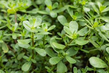 Purslane bitkileri: Portekiz oleracea common purslane, verdolaga, red root.