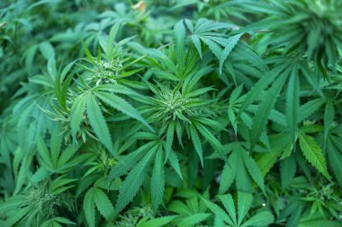 Taze kenevir çiçekleri marihuana topluyor.