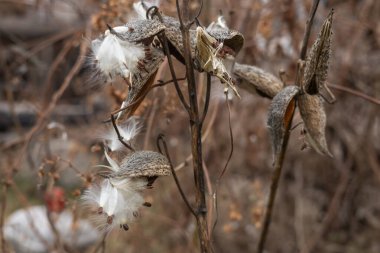 Asclepias syriaca 'nın doğadaki kuru tohumları.