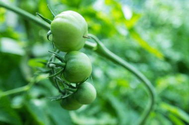 Yeşil bir domates ve küçük yeşil bir böcek. Yeşil bir domates yeşil bir ısırıkta olgunlaşır. Domateslerin ilk hasadı.