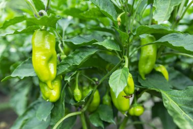 Bahçede yetişen sarı biberli bir bitki..