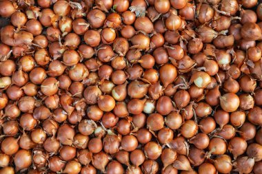 Markette soğan bulundu. Soğan konsepti. Tezgahta soğanlar.