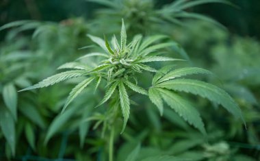 Olgun kenevir bitkisi. Çiçek açan marihuana çiçekleri ve ev yapımı bahçede yetişen yapraklar. Sığ alan derinliği ve bulanık arkaplan.