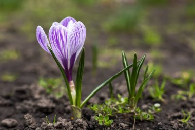 Crocus çiçeği, Crocuses durgun bir hayat.