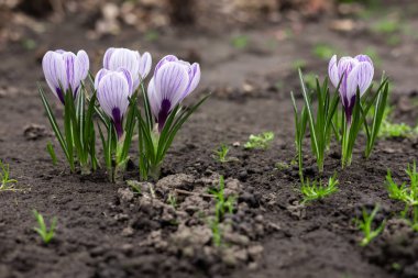 Güzel, mor, beyaz tarlalar karların içinde büyür, ilkbaharda timsahlar erir ve timsahlar taze yeşil çayırlarda çiçek açar, kış sona erer, Crocus Avusturya 'nın Alplerinde yetişir, Vorarlberg