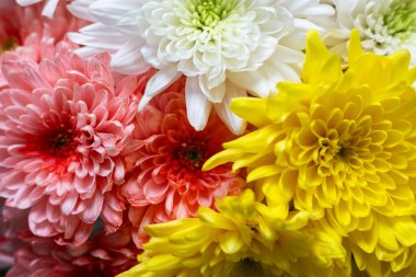 Çiçek açan pembe beyaz ve sarı kasımpatılar. Kasımpatı çiçeği tarlası arka planı.