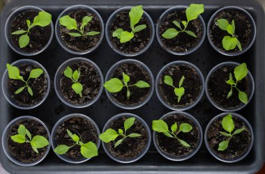 Pencere pervazındaki saksılarda sebze tohumları.