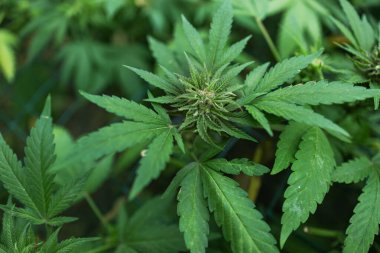 Olgun kenevir bitkisi. Çiçek açan marihuana çiçekleri ve ev yapımı bahçede yetişen yapraklar. Sığ alan derinliği ve bulanık arkaplan.