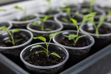 Evdeki pencere eşiğinde sebze yetiştirmek, penceredeki tencerelerde genç domatesler. Sağlıklı tohumlar, hobi olarak bahçıvanlık..