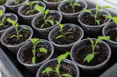 Pencere pervazındaki saksılarda sebze tohumları.