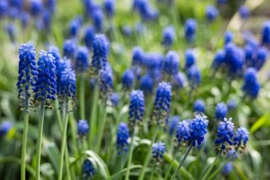 Muscari çiçekleri, Muscari armeniacum, Üzüm Sümbüller bahar çiçekleri nisan ve mayıs aylarında çiçek. Mavi çiçekli Muscari armeniacum bitkisi.