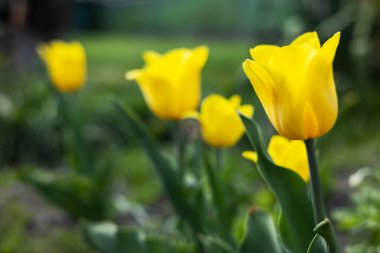 Bahçedeki yeşil yaprak üzerinde sarı lale çiçeği..