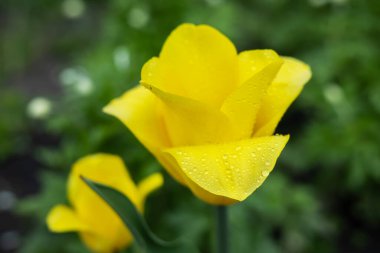 Sarı bir laleye yakın yağmur damlalarıyla.