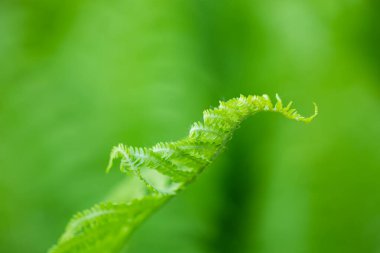 Genç eğrelti otu yaprağı. doğa arkaplanı,