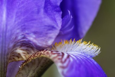 İris çiçeği soyut çiçek arkaplanını kapat.