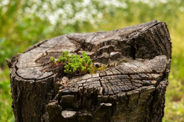 Sedum sexangulare, Crassulaceae familyasından bir bitki türü. Avrupa 'da yaygın,