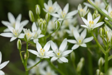 Ornithogalum çiçekleri. Bahar bahçesinde güzel çiçekler.