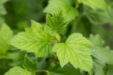 Bahçede üzümlü yeşil yapraklar.