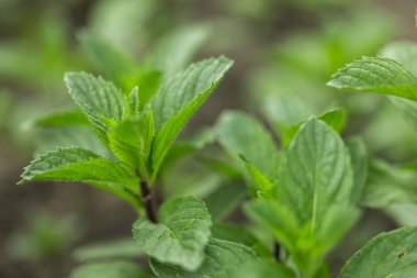 Yeşil Nane Bitkisi Yetiştirme Arkaplanı yakın plan. nane yaprağı.