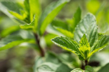 Yeşil Nane Bitkisi Yetiştirme Arkaplanı yakın plan. nane yaprağı.