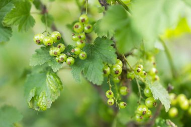 Olgunlaşmamış yeşil frenk üzümü, olgunlaştığında, çok lezzetli ve sağlıklı..