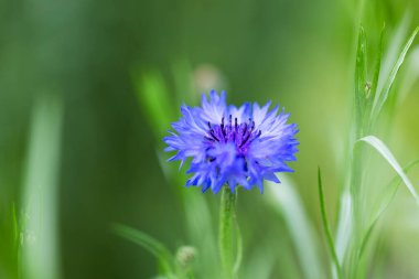 Çiçek çiçeği Centaurea siyanus güneşli bir günde çiçek açar..