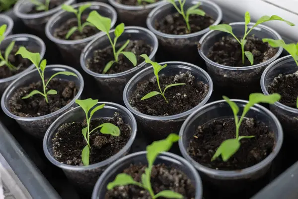 Pencere pervazındaki saksılarda sebze tohumları.