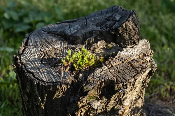 Sedum sexangulare, Crassulaceae familyasından bir bitki türü. Avrupa 'da yaygın,