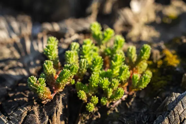 Sedum sexangulare, Crassulaceae familyasından bir bitki türü. Avrupa 'da yaygın,