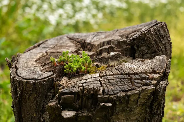 Sedum sexangulare, Crassulaceae familyasından bir bitki türü. Avrupa 'da yaygın,