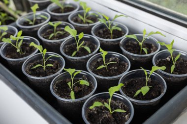 Pencere pervazındaki saksılarda sebze tohumları.