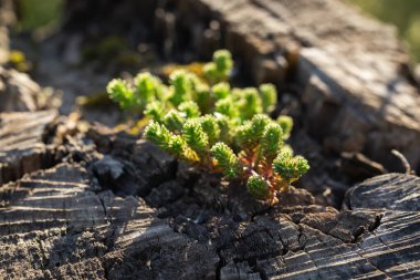 Sedum sexangulare, Crassulaceae familyasından bir bitki türü. Avrupa 'da yaygın,