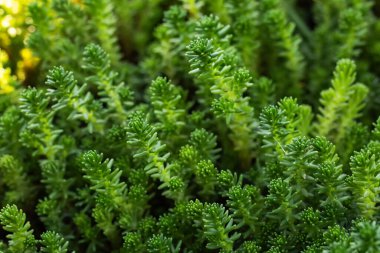 Tatsız Stonecrop, Sedum seks düşkünü uzun ömürlü. Çiçeklerle sulu..