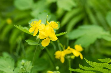 Celandine çiçekleri, tıbbi bitkiler celandine,
