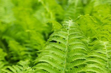 Beautiful fern leaf texture in nature. Natural ferns blurred background. Fern leaves Close up. Fern plants in forest. Background nature concept.