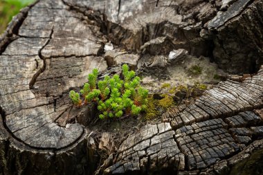 Sedum sexangulare, Crassulaceae familyasından bir bitki türü. Avrupa 'da yaygın,