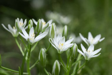 Mayıs ortasında Ornithogalum umbellatum tomurcukları ve beyaz çiçekleri.