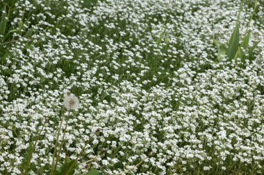 Cerastium tomentosumun beyaz çiçekleri gibi.