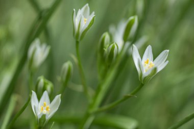 Mayıs ortasında Ornithogalum umbellatum tomurcukları ve beyaz çiçekleri.