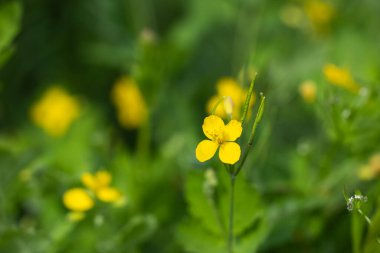 Celandine çiçekleri, tıbbi bitkiler celandine,