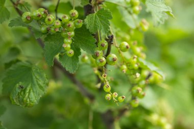 Olgunlaşmamış yeşil frenk üzümü dallardan sarkan, doğal fotoğrafçılık tarzı, yumuşak bulanık yeşil bir arka planı olan..