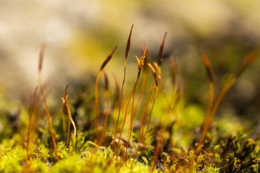 Pohlia 'lı Makro fındık yosunu ve kırmızı saplı yeşil spor kapsülleri.
