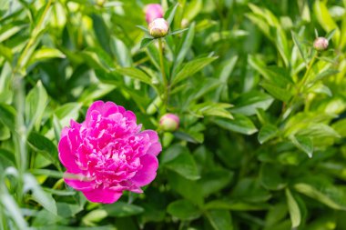 Şakayık bahçesinde açan pembe çiçek şakayığı..