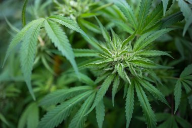 Olgun kenevir bitkisi. Çiçek açan marihuana çiçekleri ve ev yapımı bahçede yetişen yapraklar. Sığ alan derinliği ve bulanık arkaplan.