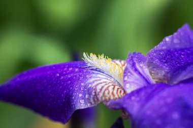 İris çiçeği ve makro detay. Koyu arkaplandaki yaprakların üzerine su damlaları damlayan güzel mor çiçek.