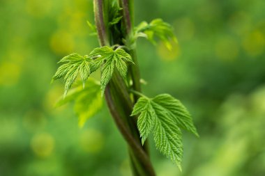 şerbetçiotu sarmaşık bitki genç yaprakları ilkbaharda.